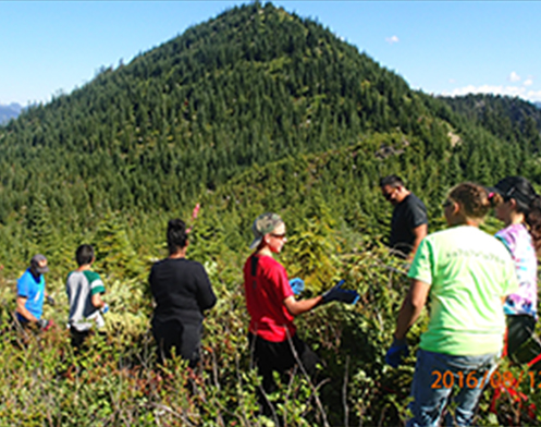 Group of adults and children in the mountains picking wild huckleberries